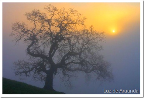 fog_22