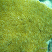  Snorkel Buck Island Reef 