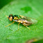 soldier fly