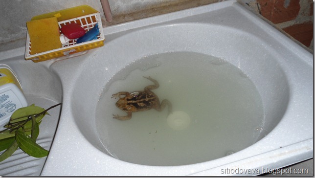Sapo sapinho no banho