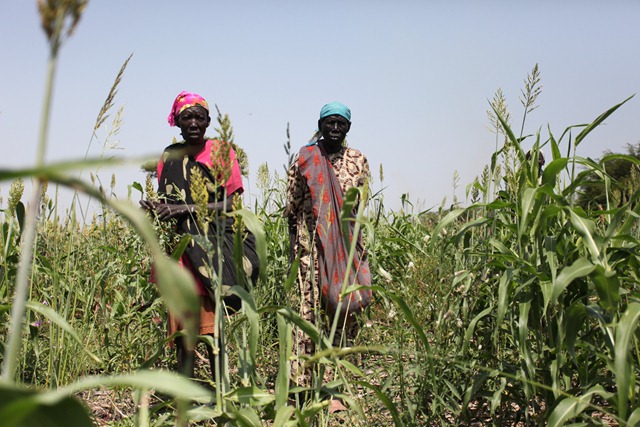 South Sudanese women gathering wild greens. Photo: WFP / Challiss McDonough