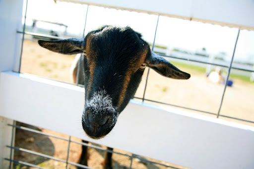A friendly goat tries to get a close up with KSMU's photographer. (Photo credit: Alex Crowder)