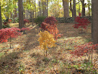 These trees are so magical.  It seems that they change colors overnight!
