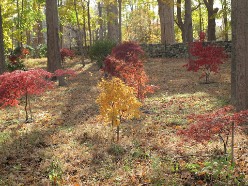 These trees are so magical.  It seems that they change colors overnight!