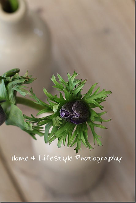 Home & Lifestyle Home & Lifestyle