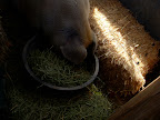 While Alexa was learning how to fatten cows, chickens, pigs and goats to command the highest price at auction for slaughter, Elf was cultivating a commodity in her that can't be bought or sold: compassion While Alexa was learning how to fatten cows, chickens, pigs and goats to command the highest price at auction for slaughter, Elf was cultivating a commodity in her that can't be bought or sold: compassion