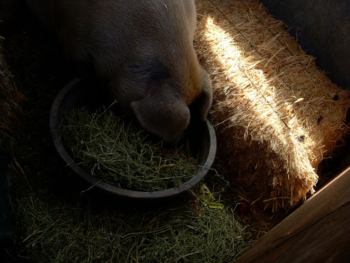 While Alexa was learning how to fatten cows, chickens, pigs and goats to command the highest price at auction for slaughter, Elf was cultivating a commodity in her that can't be bought or sold: compassion