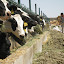 Some other cows