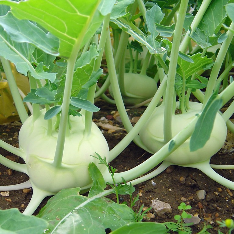 [Kohlrabi-Early-White2.jpg]