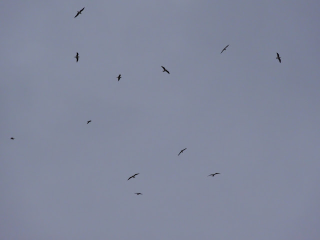 DSC01946.JPG