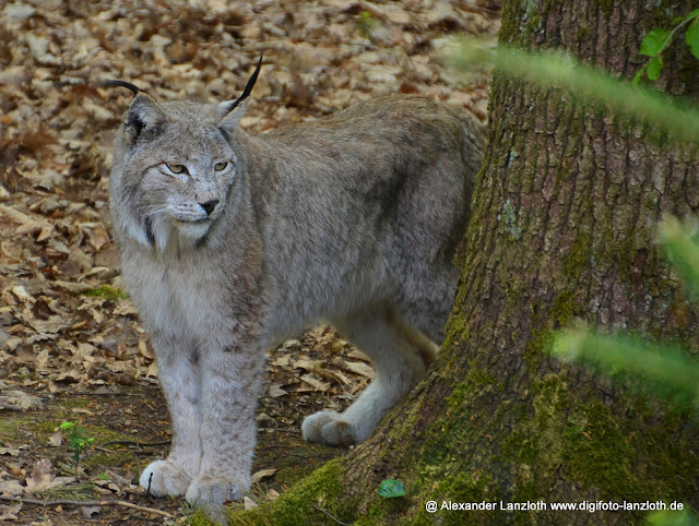 Wildpark-PF_2012-04-29_959-kopie.jpg