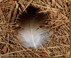 Bird Feather