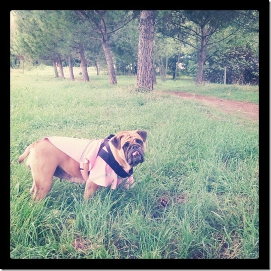 hurricane-sandy-dogs-9