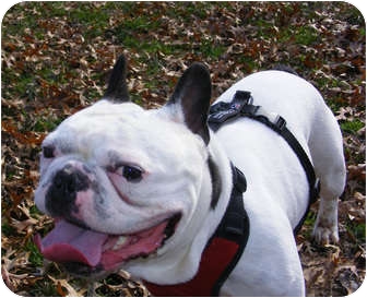 Bubba - Warren, N.J.

Bubba who is a very, very friendly French bulldog.
He was given up due to a divorce :) He is trying to remain hopeful and wants nothing more than a loving family to care for him forever.