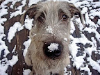 Training a dog a command is more effective if you use a single syllable command (sit, off, etc.),as opposed to a two syllable command.

Madigan - Addison, IL