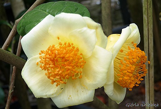 Camélia amarela - Glória Ishizaka - Quinta Vilar de Matos 1