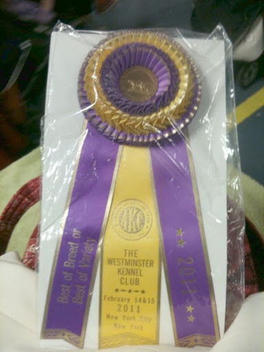 Take a gander at the ribbon!  Best of Breed!  I am determined to get one of those of my own someday!