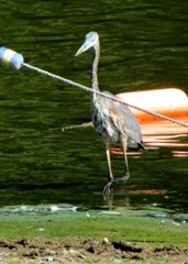 Blue Heron Joins Our Party to say goodbye