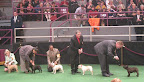 French Bulldogs in the ring