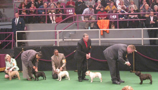 French Bulldogs in the ring