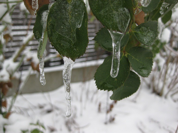[ice%255B5%255D.jpg]
