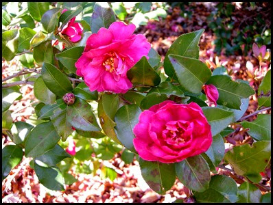 camellia7