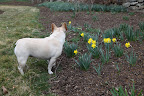 Let's see what else is blooming around the farm!  Oh, I simply cannot wait until spring is really in full bloom!