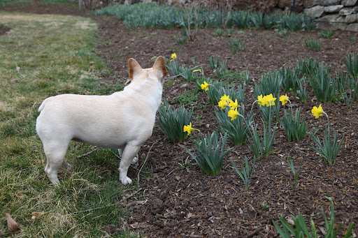 Let's see what else is blooming around the farm!  Oh, I simply cannot wait until spring is really in full bloom!