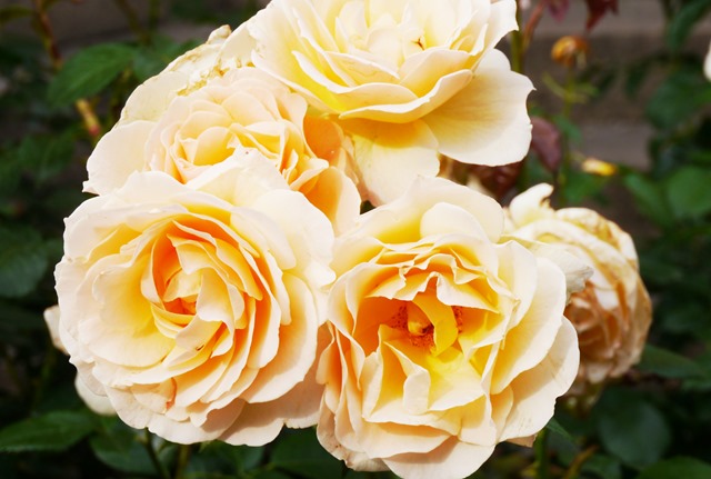 [P1030311%255B3%255D.jpg]