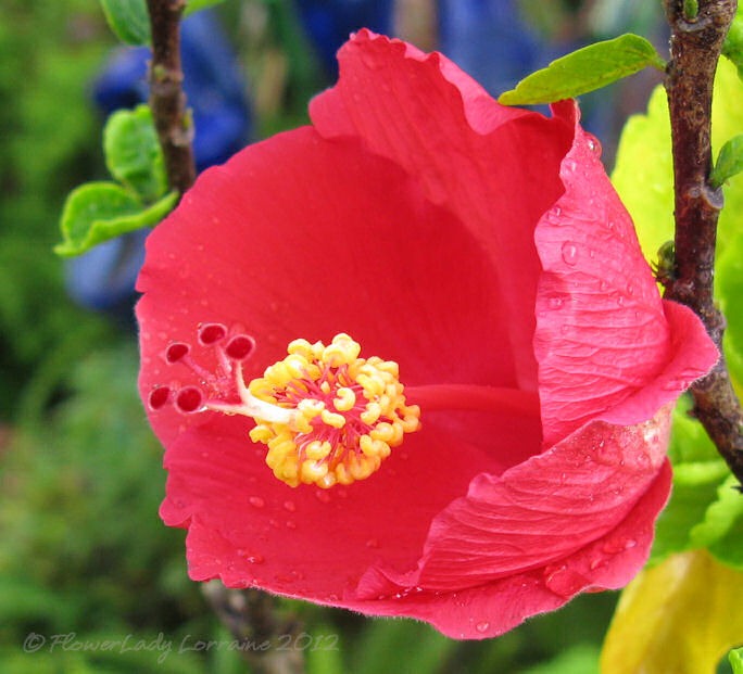 [07-06-hibiscus4.jpg]