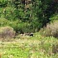A nie mówiłem, że będą! W tle Pani Niedźwiedzica z niedźwiedzieciątkami. Przepraszam, za jakość fotografii ale zrobiona została na maksymalnym zoomie z telefonu komórkowego. Zdjęcie126.jpg
