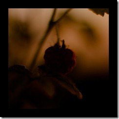 DSCF4187