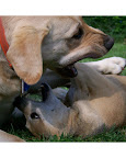 Bear and Harley, dogs from Springfield, Missouri. Bear and Harley, dogs from Springfield, Missouri.