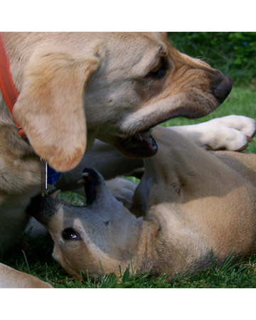 Bear and Harley, dogs from Springfield, Missouri. Bear and Harley, dogs from Springfield, Missouri.
