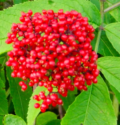 DSCN9672.jpg DSCN9672