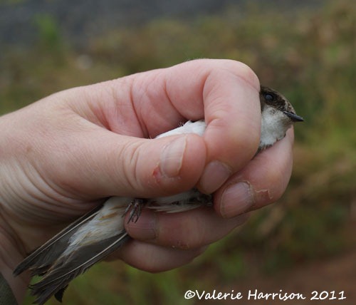 [ringing%2520sandmartin-in-my-hand%255B2%255D.jpg]