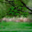 _MG_9664.jpg
