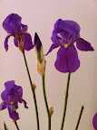 Oct 19 - Irises