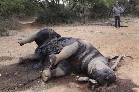 In this photo taken on 22 November 2012, a carcass of a rhino lays on the ground at Finfoot Lake Reserve near Tantanana, South Africa. South Africa says at least 588 rhinos have been killed by poachers this year alone, 8 rhinos at the Finfoot Lake Reserve, the worst recorded year in decades. The number has soared as buyers in Asia pay the U.S. street value of cocaine for rhino horn, a material they believe, wrongly, medical experts say, cures diseases. Denis Farrell / AP Photo