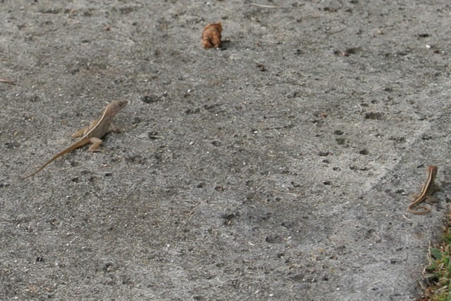 [DSC_2336%255B4%255D.jpg]