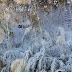 2011-12 First Winter Storm 1022.jpg