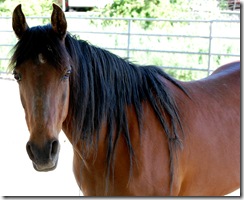 horses2011-35