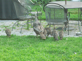 Then 2 days ago on the 18th, they were back. Here are 5 of the 7 babies with the mom