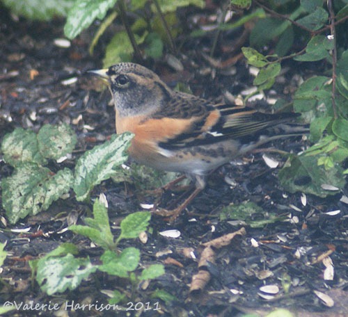 [brambling%255B2%255D.jpg]