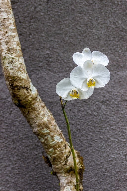 [IMG_2641%255B13%255D.jpg]