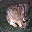 rabbit037.jpg