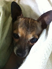 Minnow shares her heartfelt wish that her success will correct the myths regarding shelter animals. She hopes to educate others regarding the loyalty and other special qualities inherent  in shelter animals!