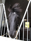Work it Meindert!  Looking HOT to TROT!