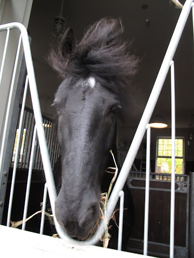 Work it Meindert!  Looking HOT to TROT!