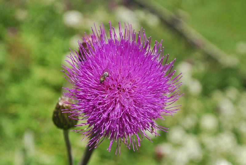 Valle_A._flora_03.jpg Valle A flora 03